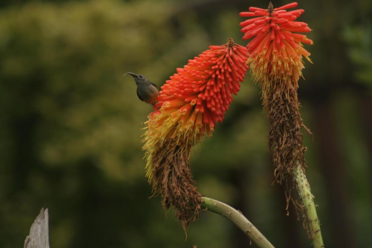 Monsoon Forest Tāla Dış mekan fotoğraf