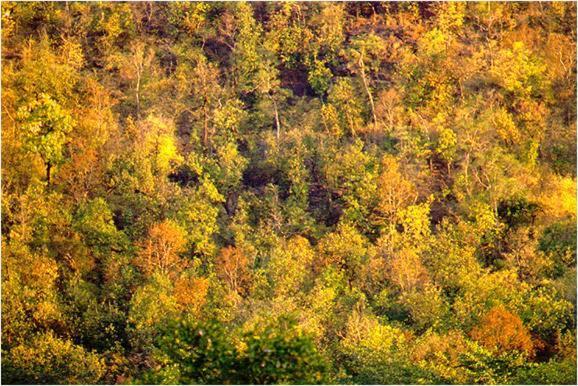 Monsoon Forest Tāla Dış mekan fotoğraf