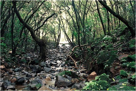 Monsoon Forest Tāla Dış mekan fotoğraf